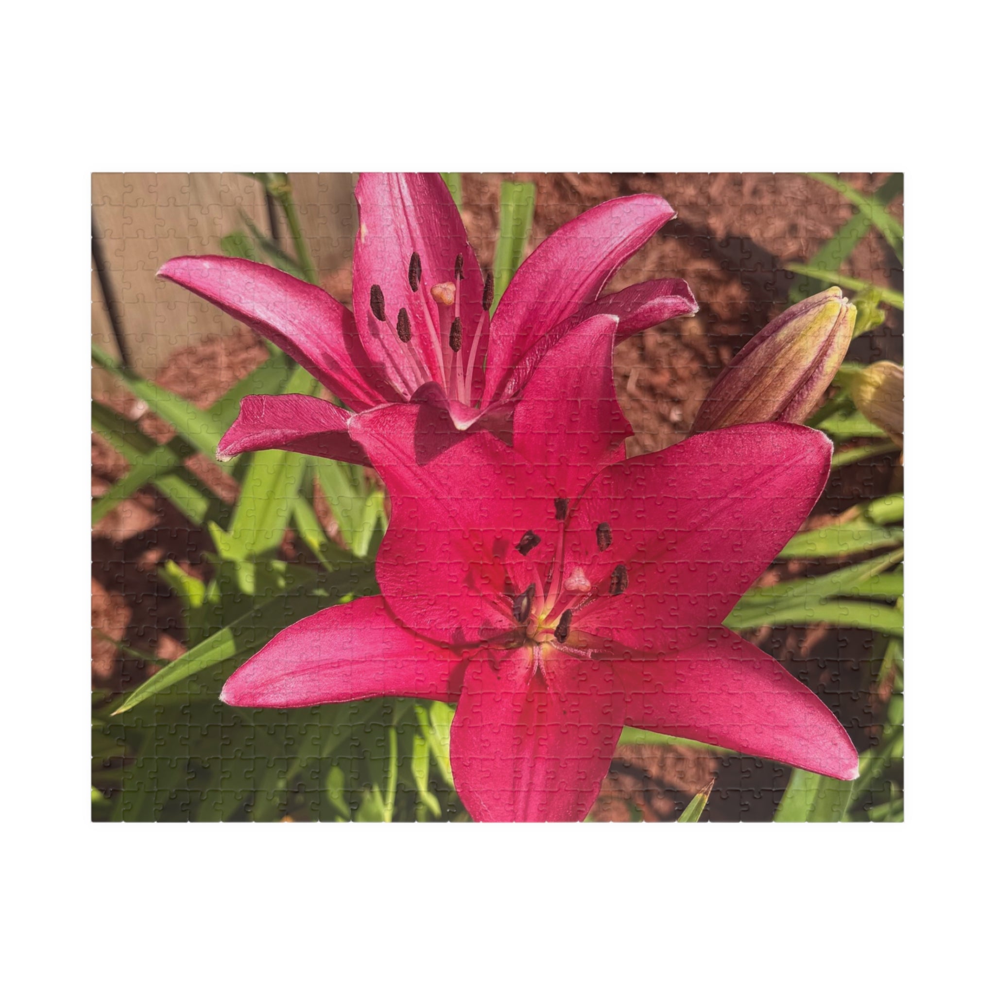 Pink Asiatic Lily Jigsaw Puzzle