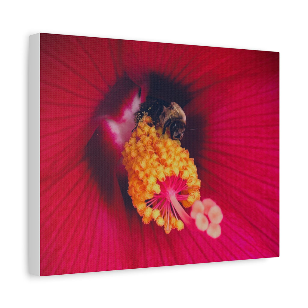 Sleeping Bee Canvas Print