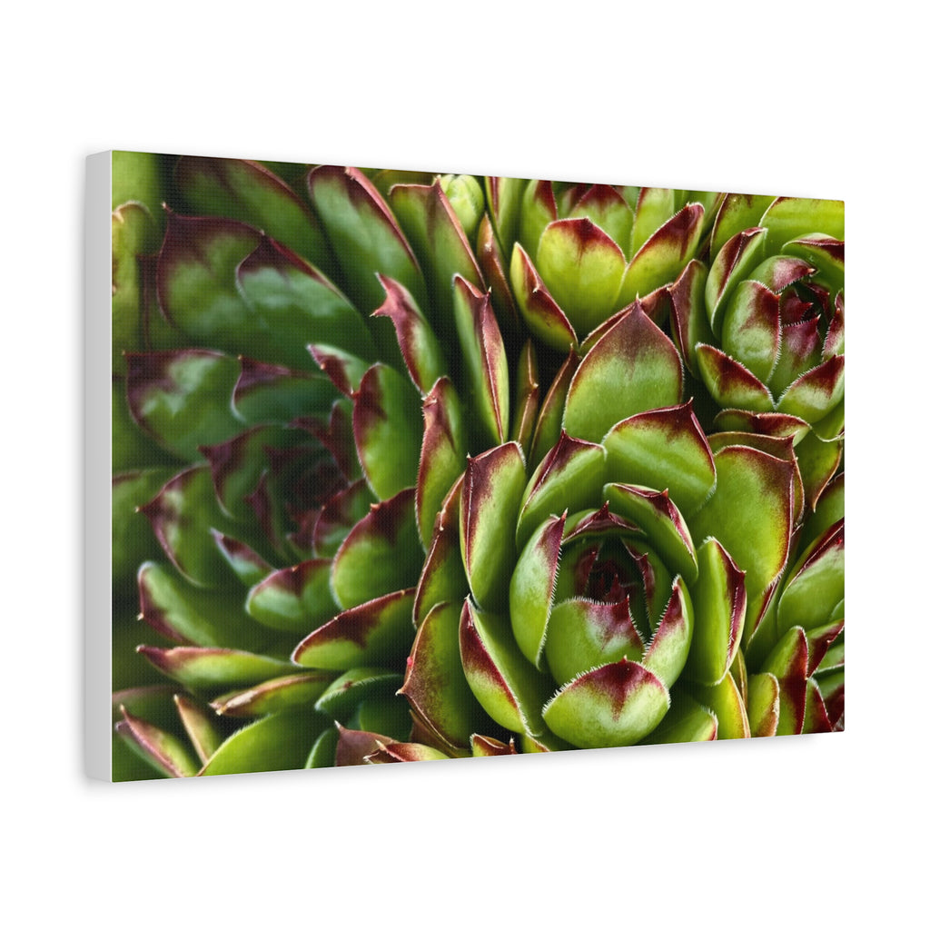 Succulent Garden Canvas Print