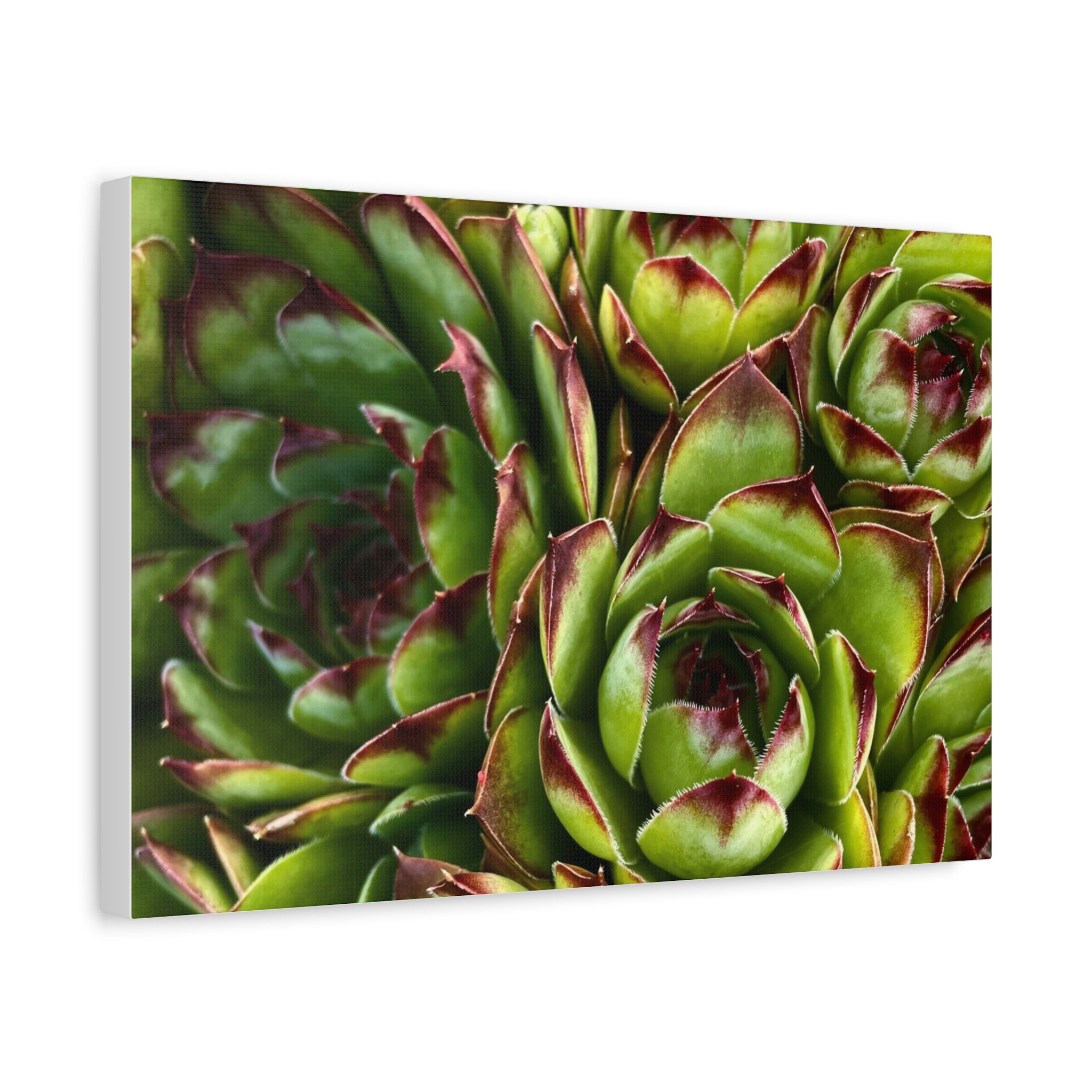 Succulent Garden Canvas Print