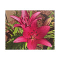 Pink Asiatic Lily Jigsaw Puzzle