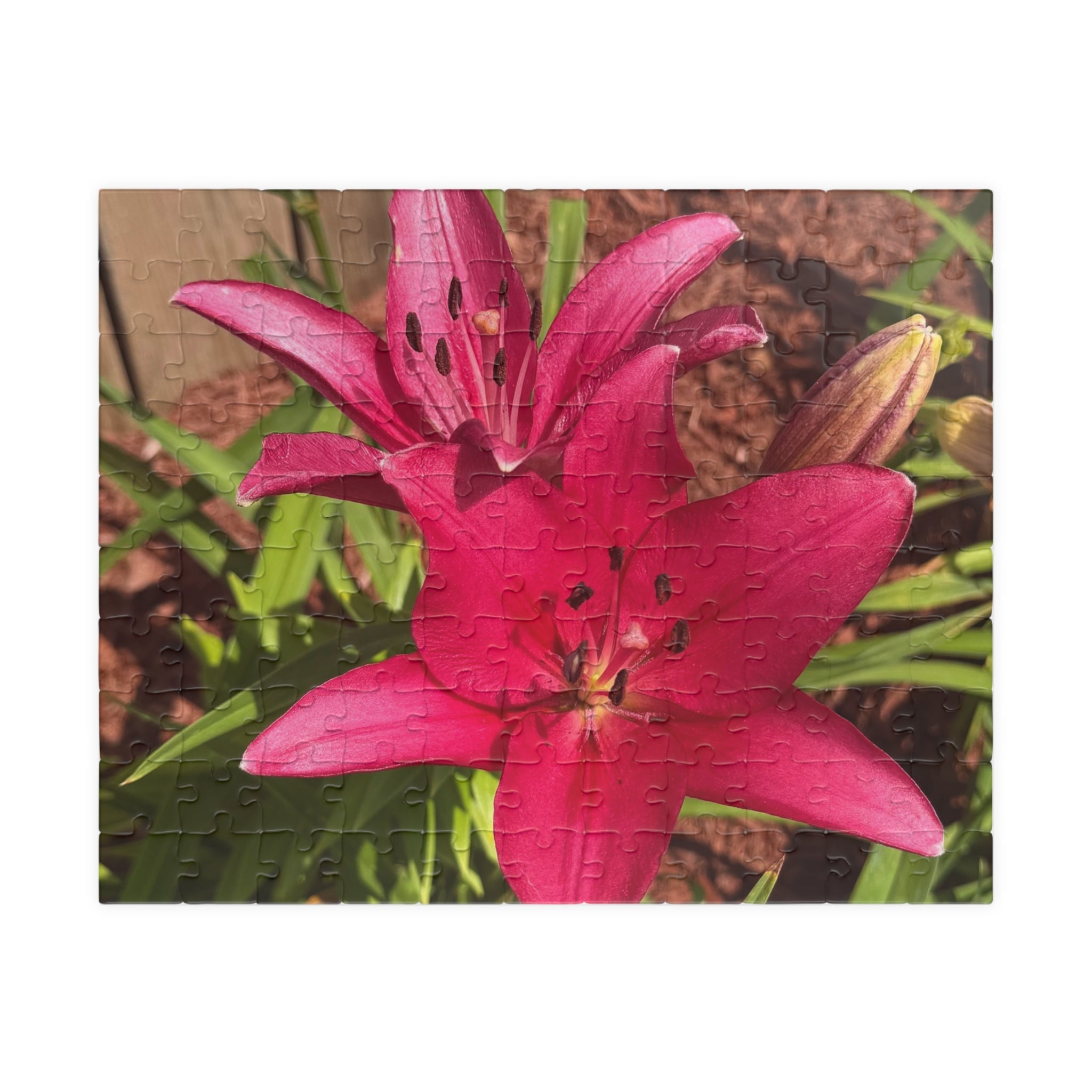 Pink Asiatic Lily Jigsaw Puzzle