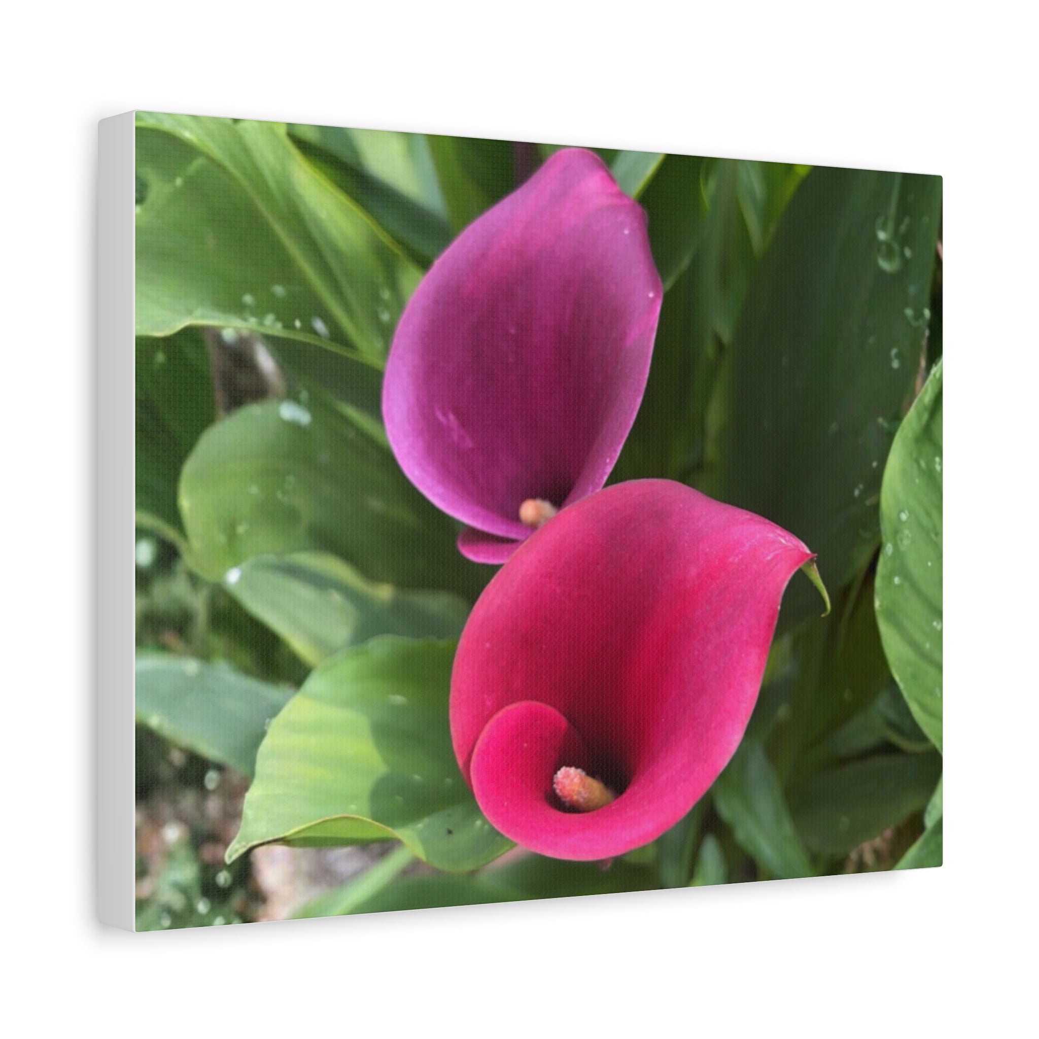 Two Pink Calla Lilies Canvas Print