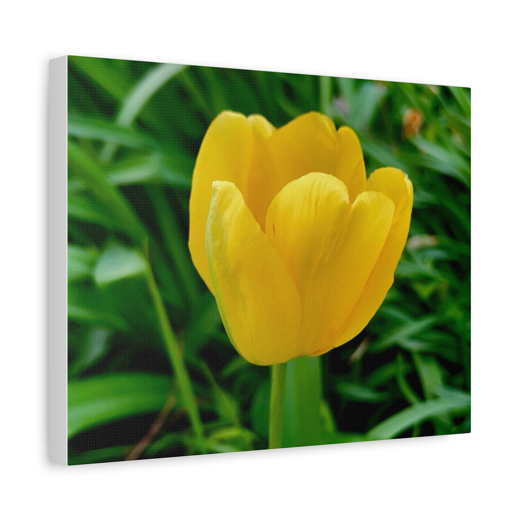Yellow Tulip Canvas Print