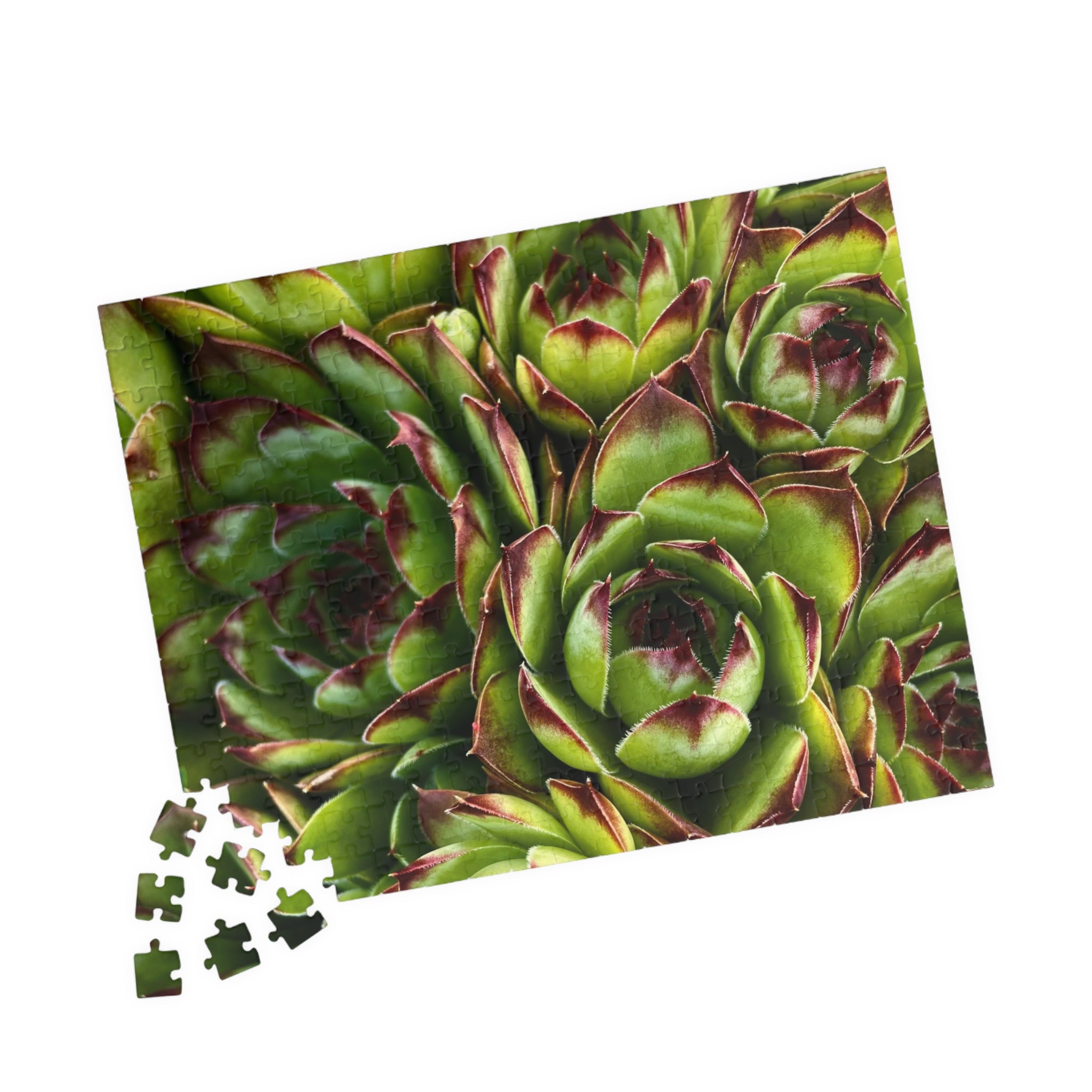 Succulent Garden Jigsaw Puzzle