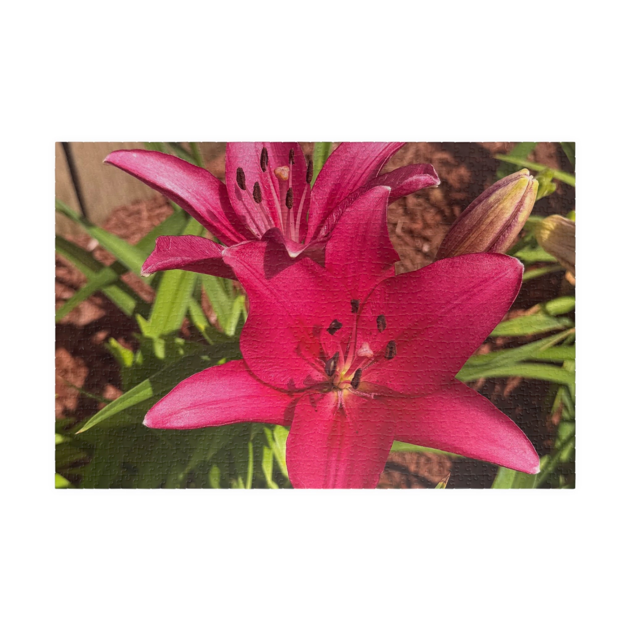 Pink Asiatic Lily Jigsaw Puzzle