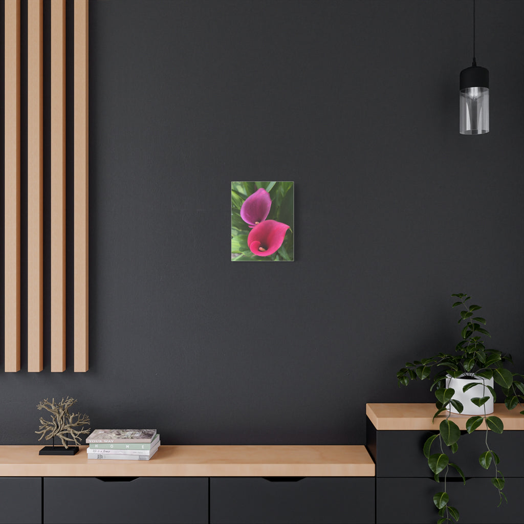 Two Pink Calla Lilies Canvas Print