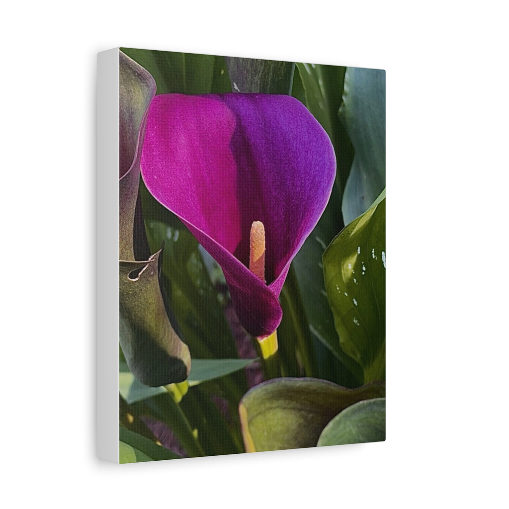 Purple Calla Lily Canvas Print
