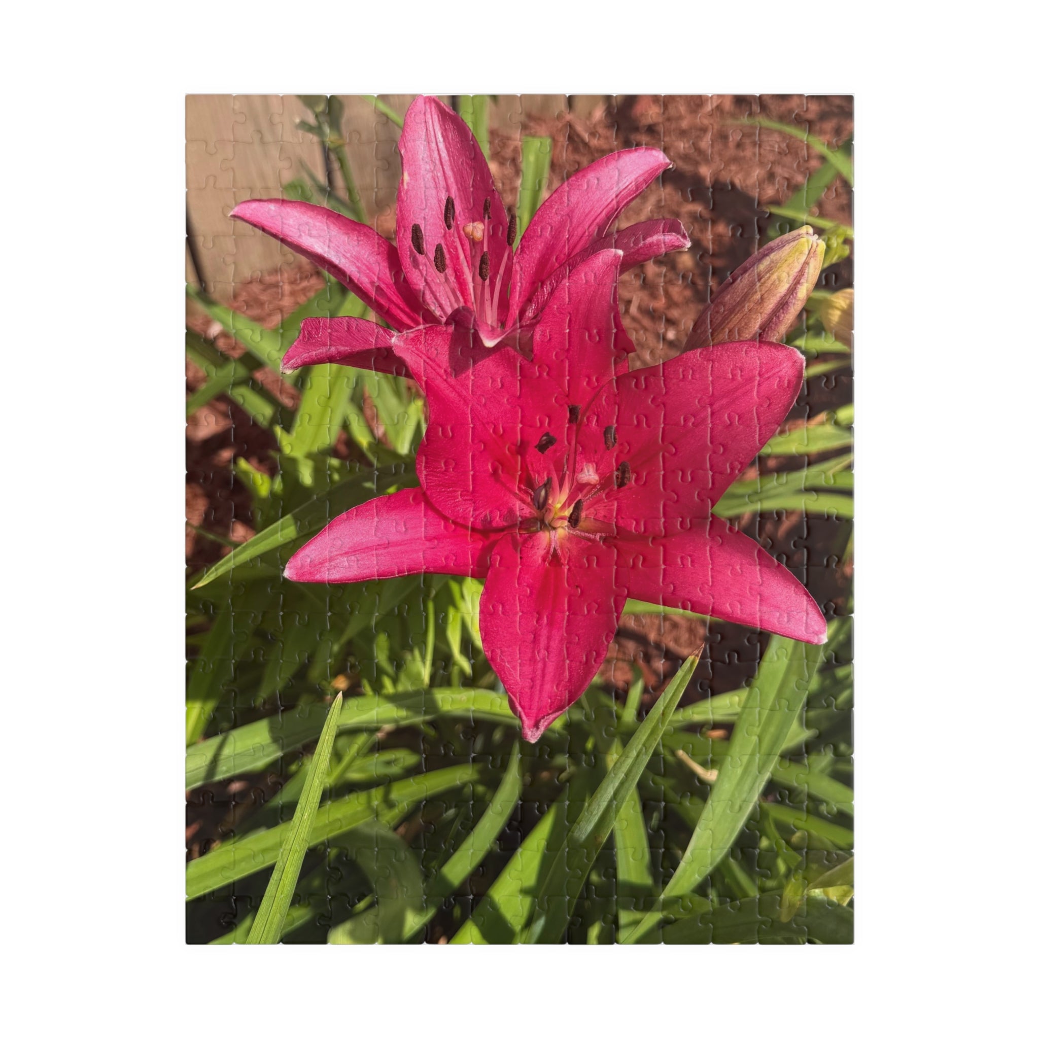 Pink Asiatic Lily Jigsaw Puzzle