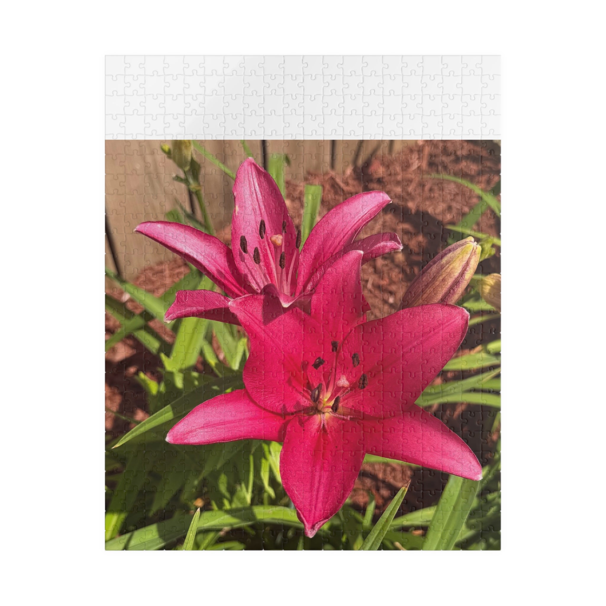 Pink Asiatic Lily Jigsaw Puzzle