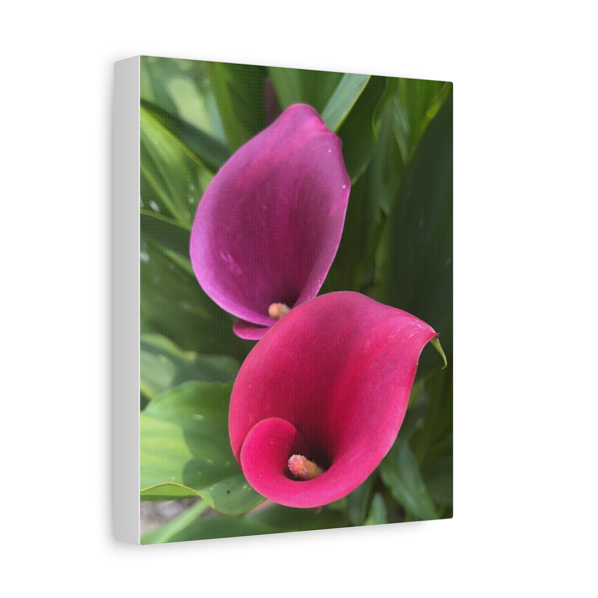 Two Pink Calla Lilies Canvas Print