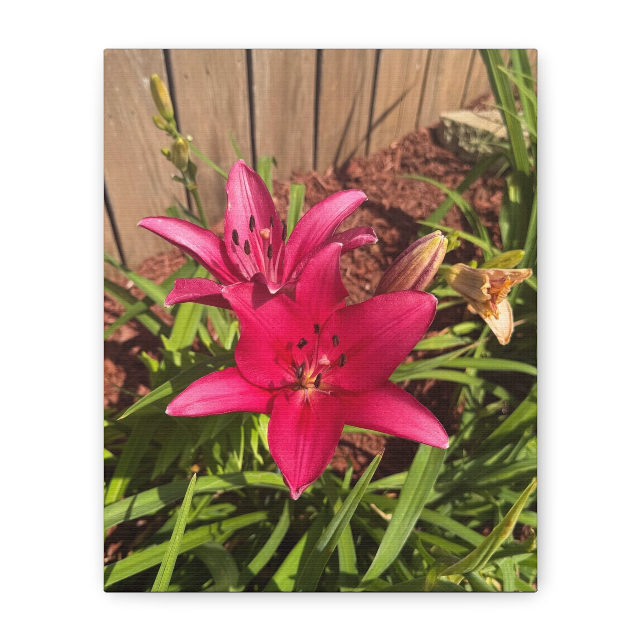 Pink Asiatic Lily Canvas Print