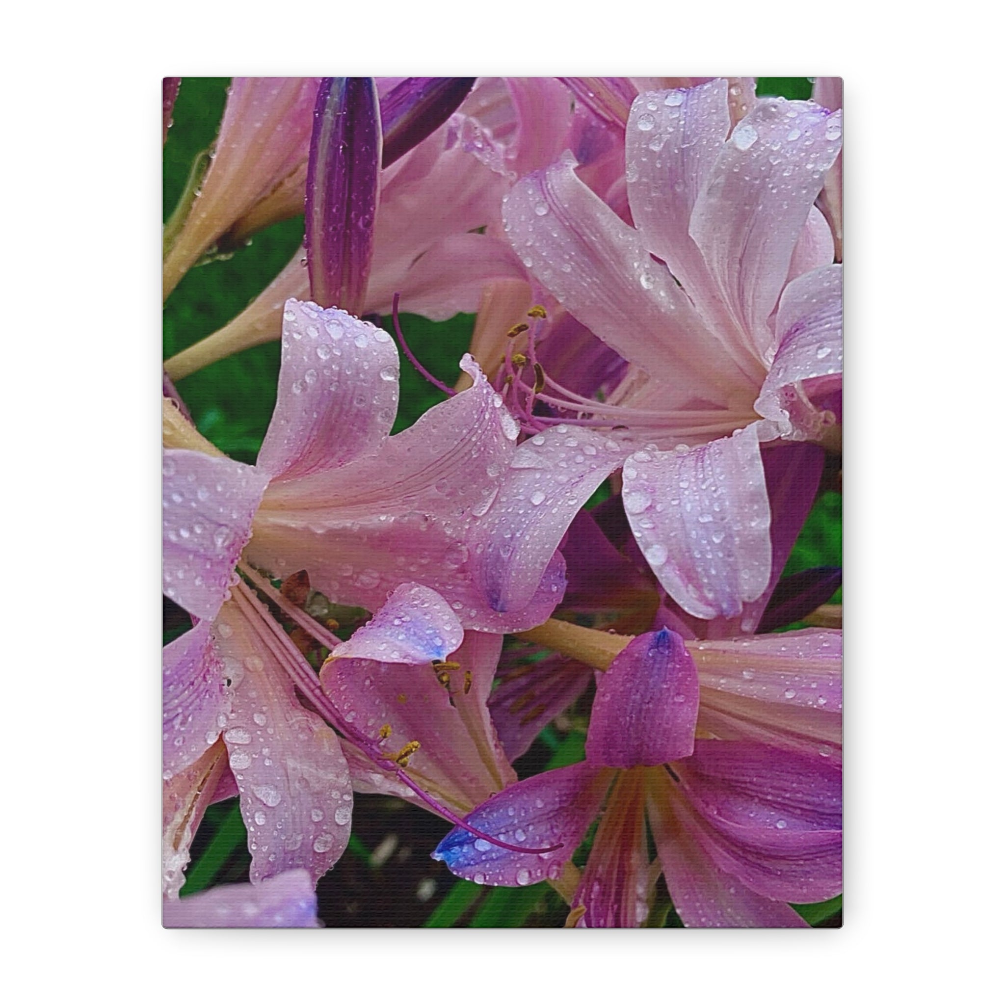 Rainy Pink Lilies Canvas Print
