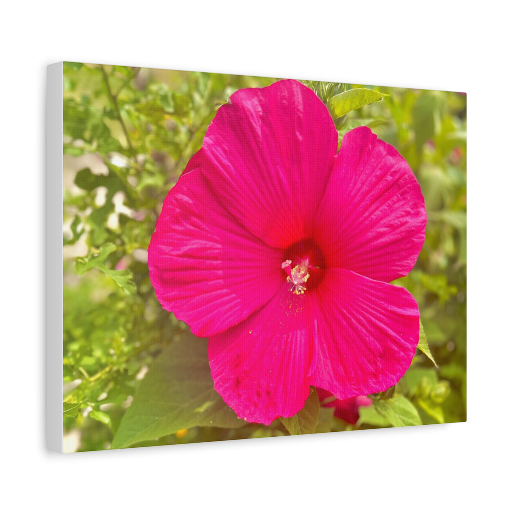 Hot Pink Hibiscus Canvas Print