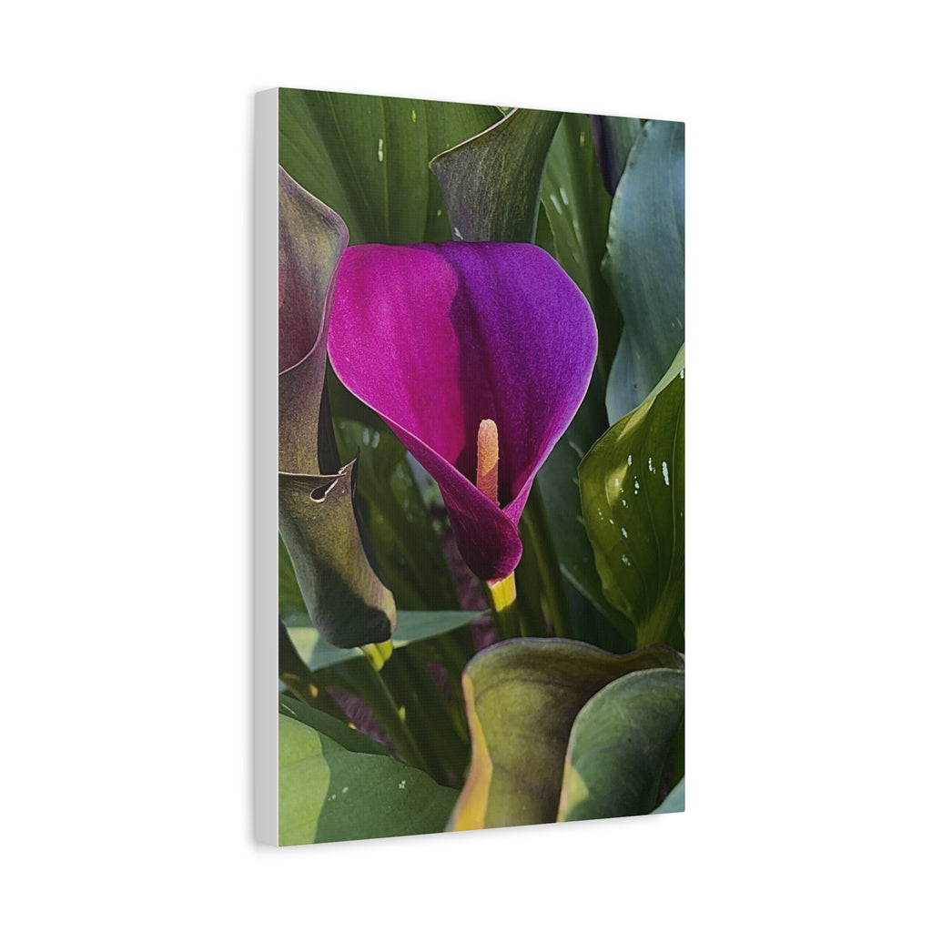 Purple Calla Lily Canvas Print