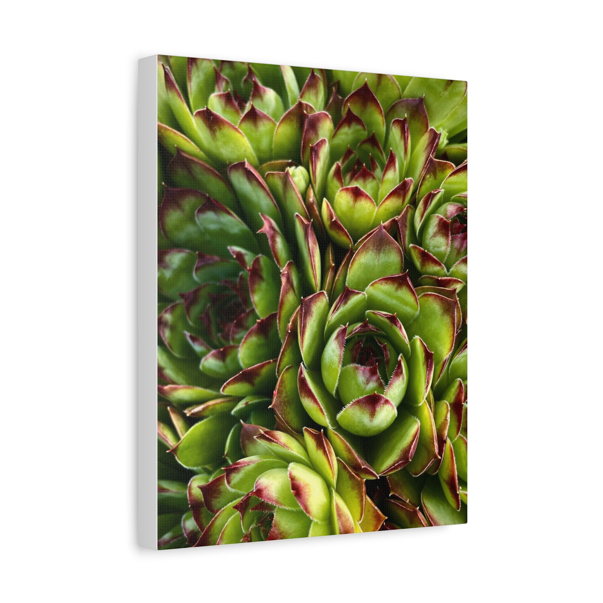Succulent Garden Canvas Print