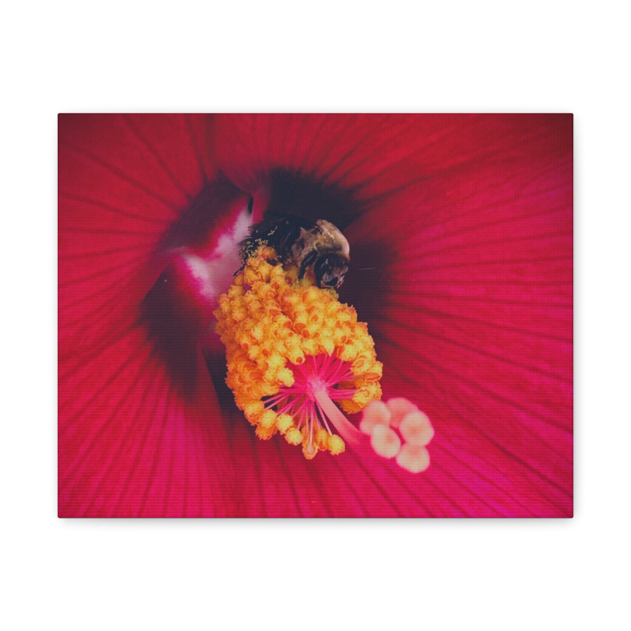 Sleeping Bee Canvas Print