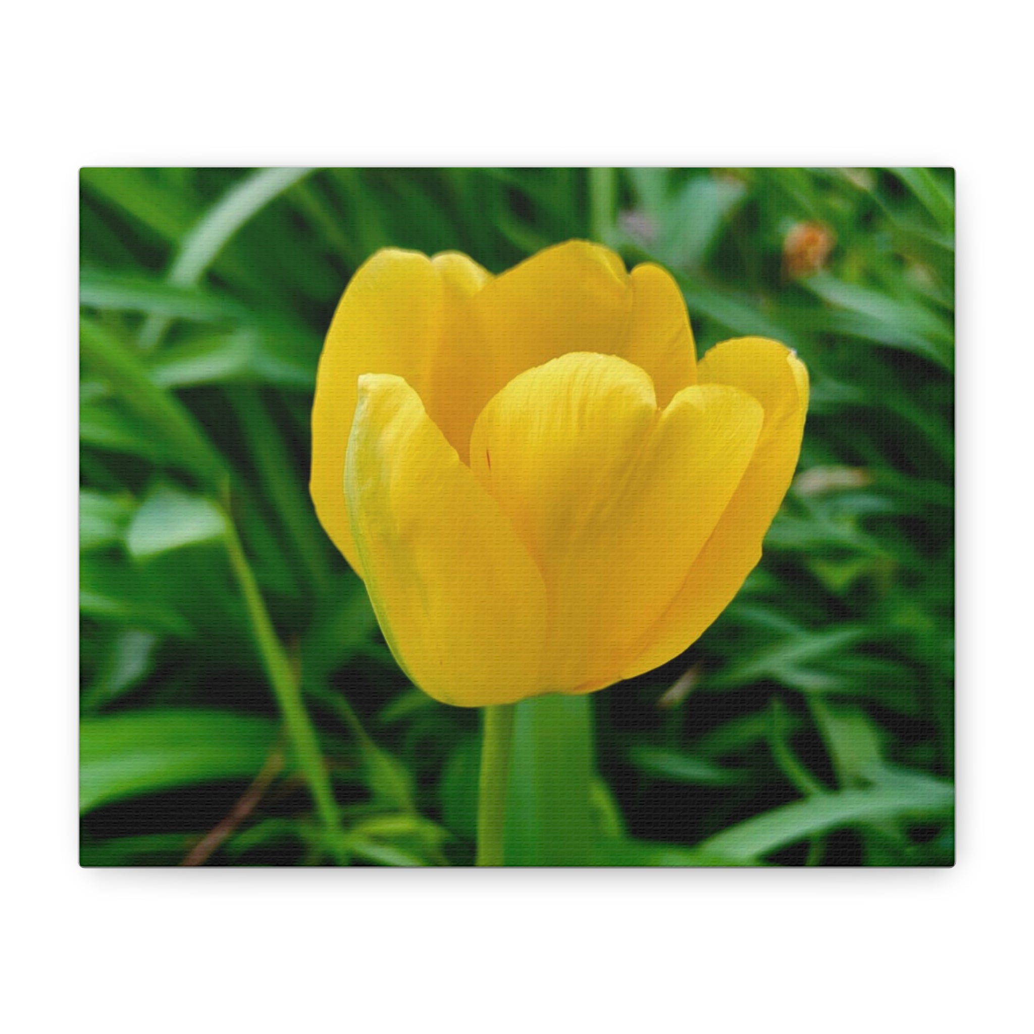 Yellow Tulip Canvas Print