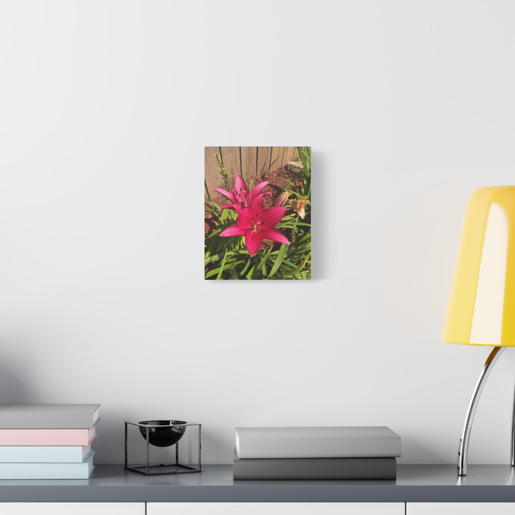 Pink Asiatic Lily Canvas Print