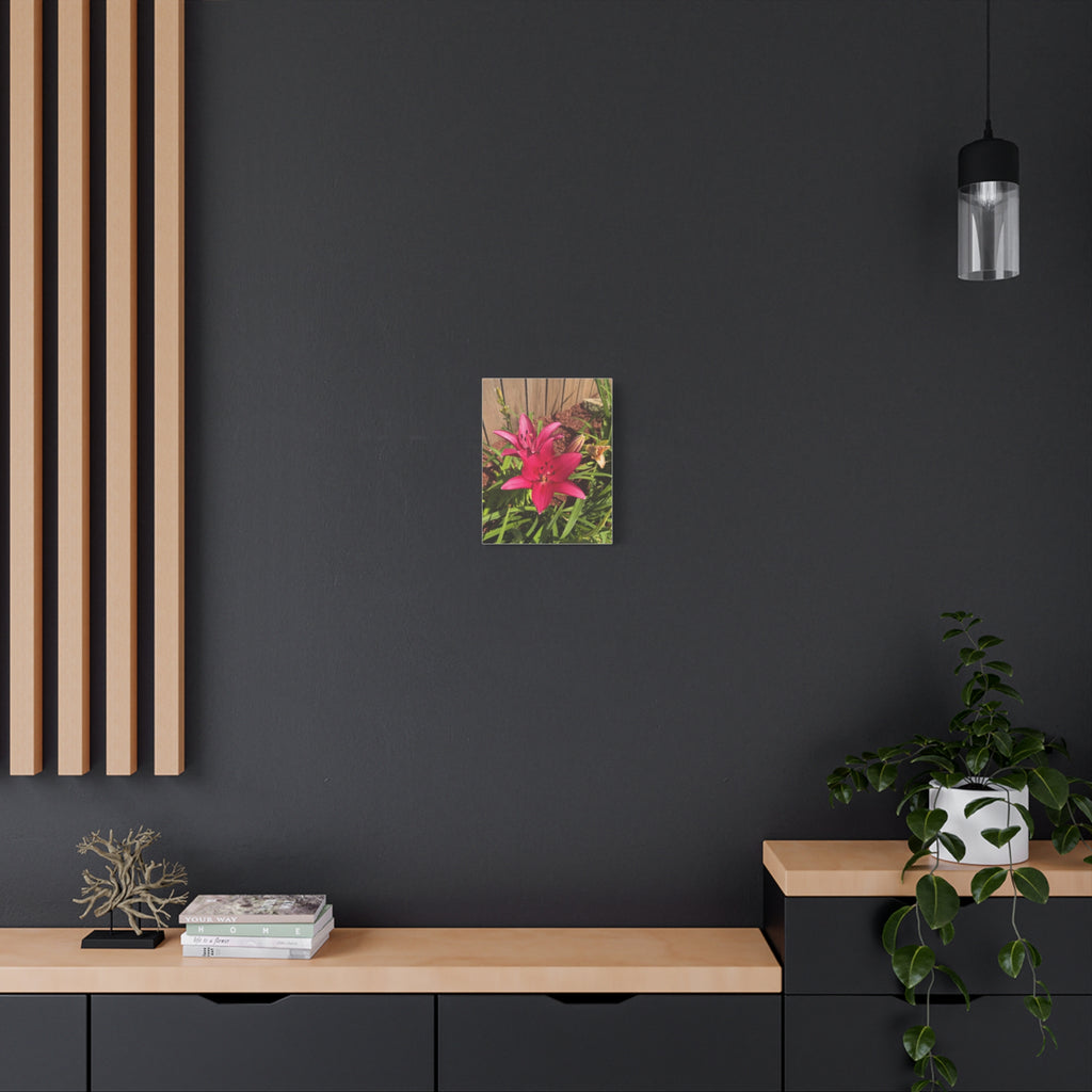 Pink Asiatic Lily Canvas Print