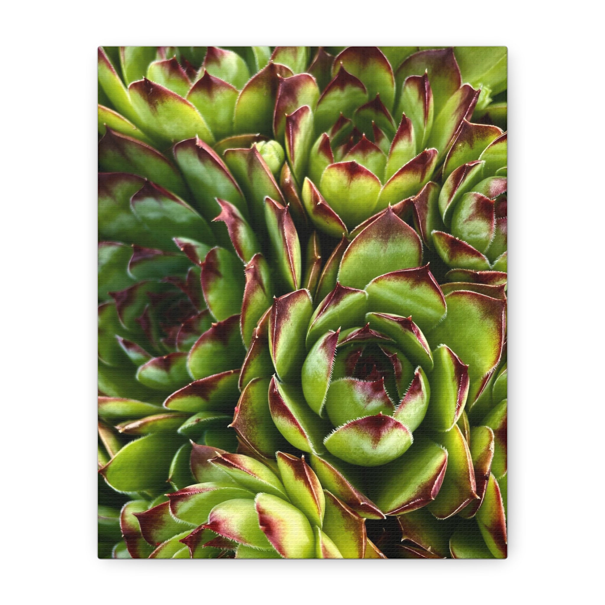 Succulent Garden Canvas Print