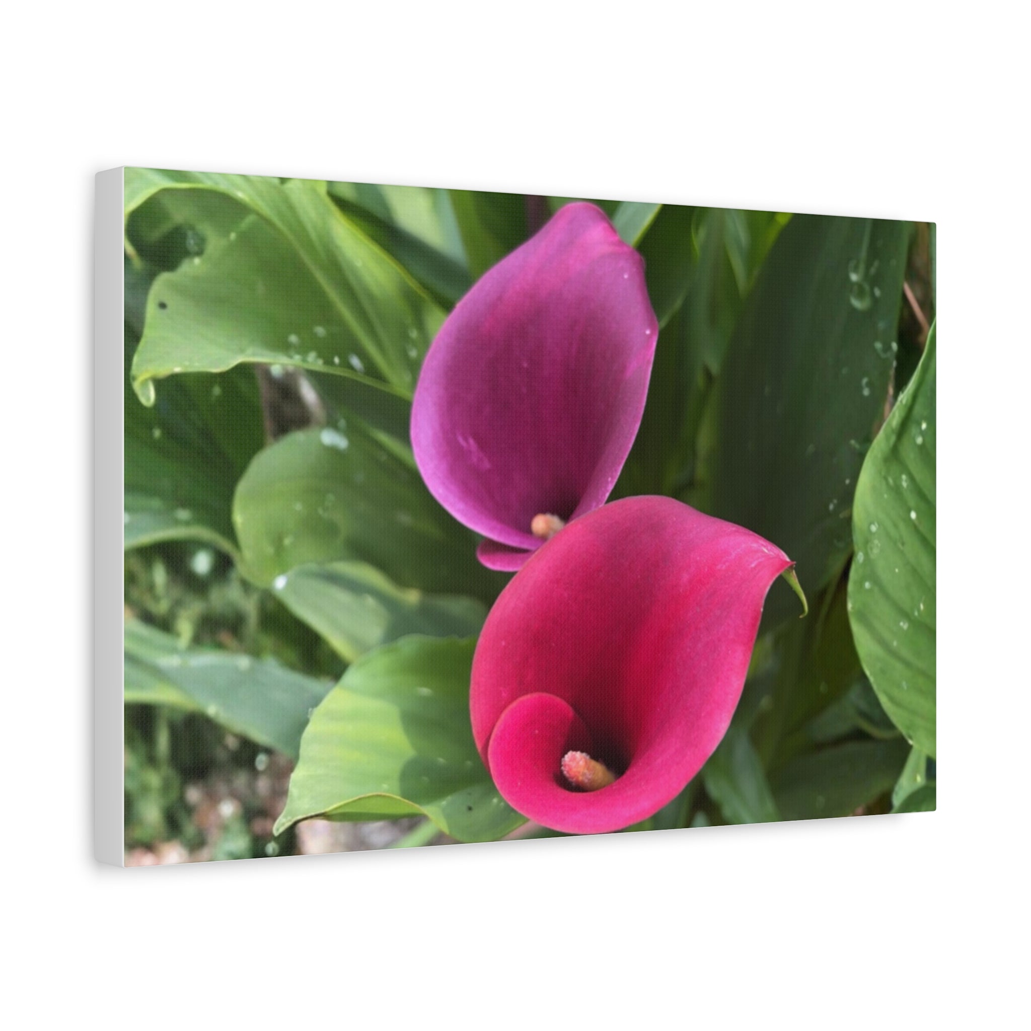 Two Pink Calla Lilies Canvas Print