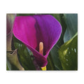 Purple Calla Lily Canvas Print