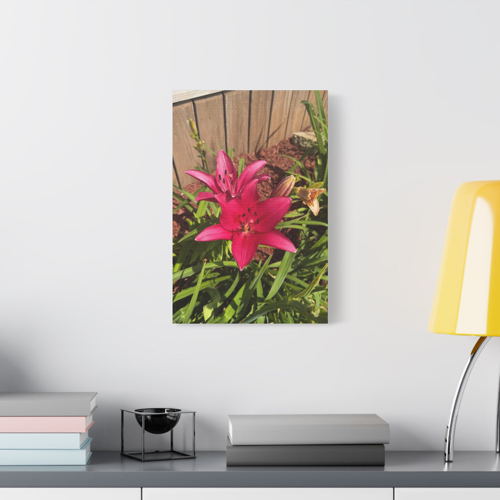 Pink Asiatic Lily Canvas Print