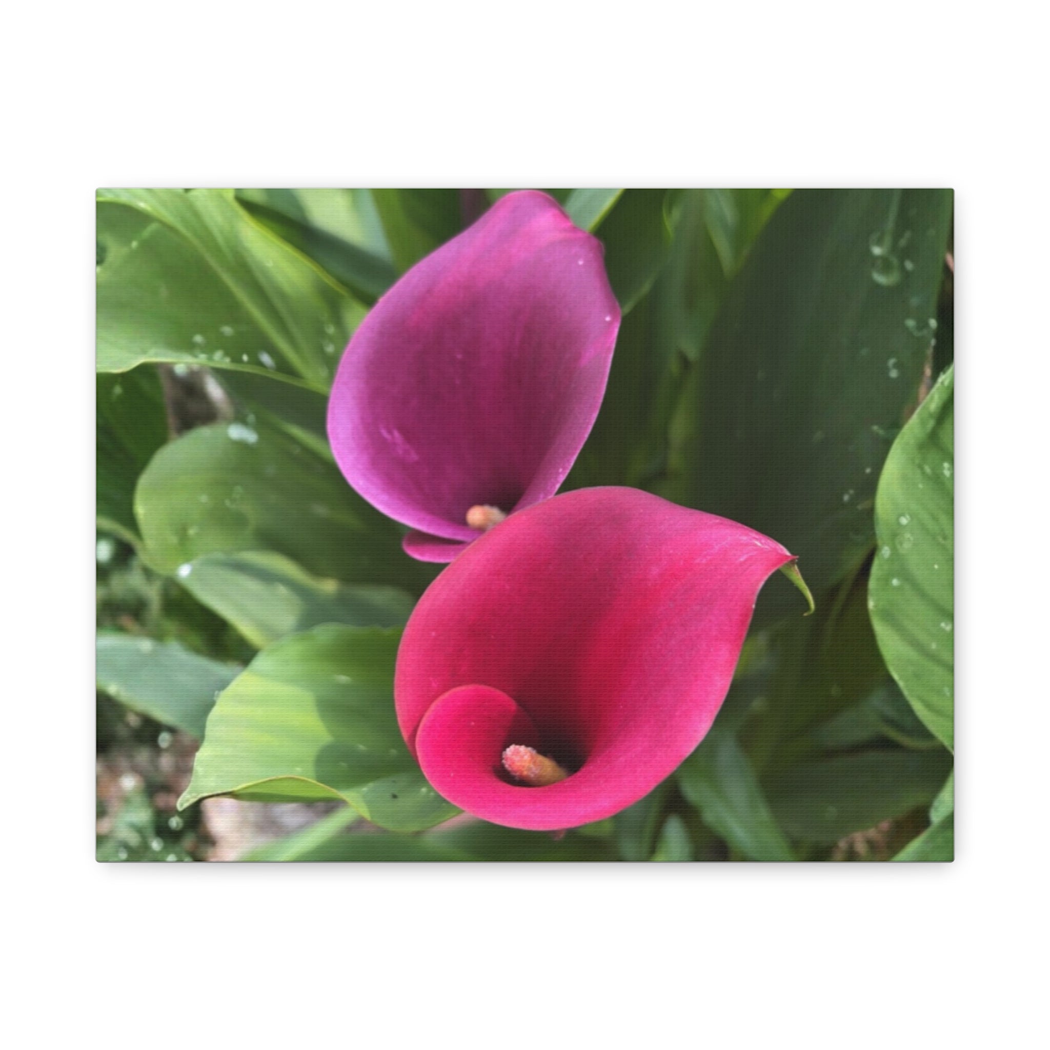 Two Pink Calla Lilies Canvas Print