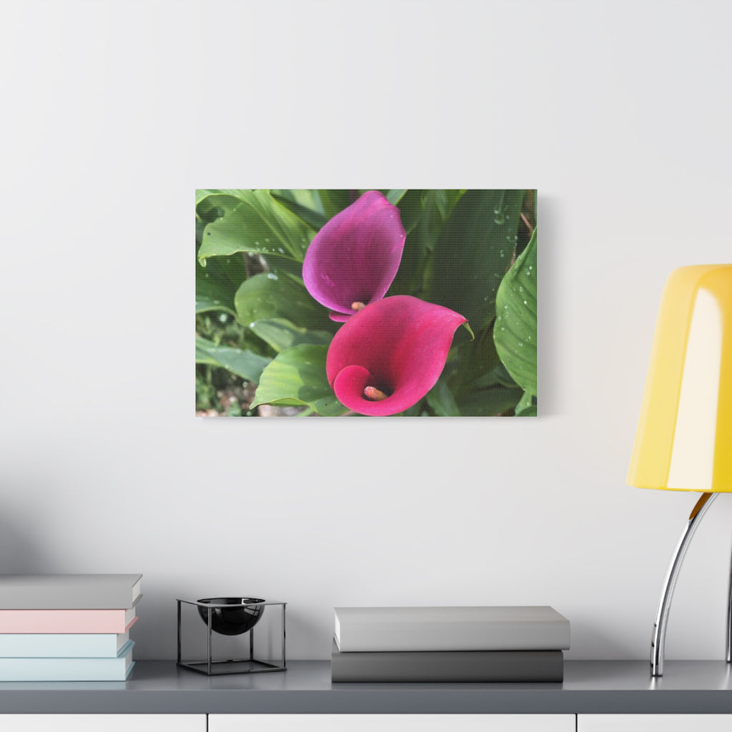 Two Pink Calla Lilies Canvas Print