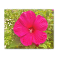 Hot Pink Hibiscus Canvas Print