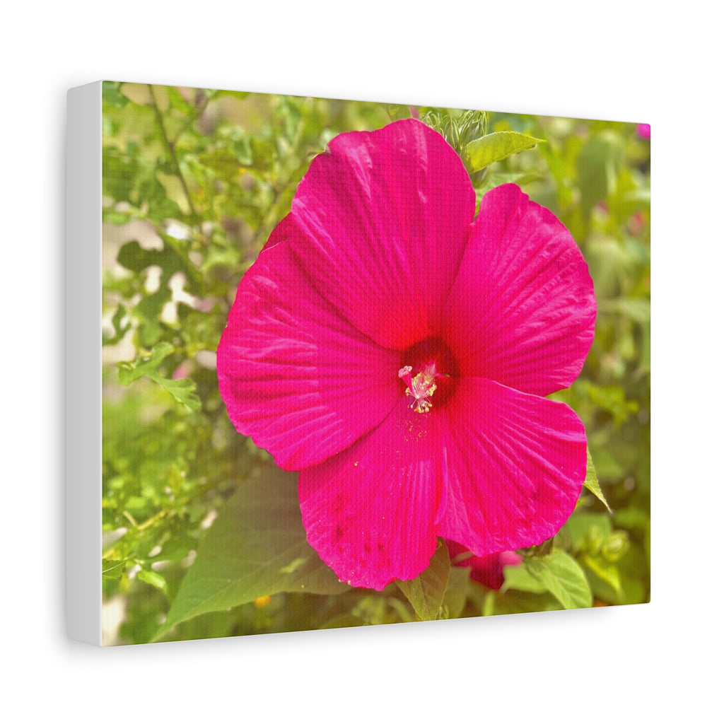Hot Pink Hibiscus Canvas Print