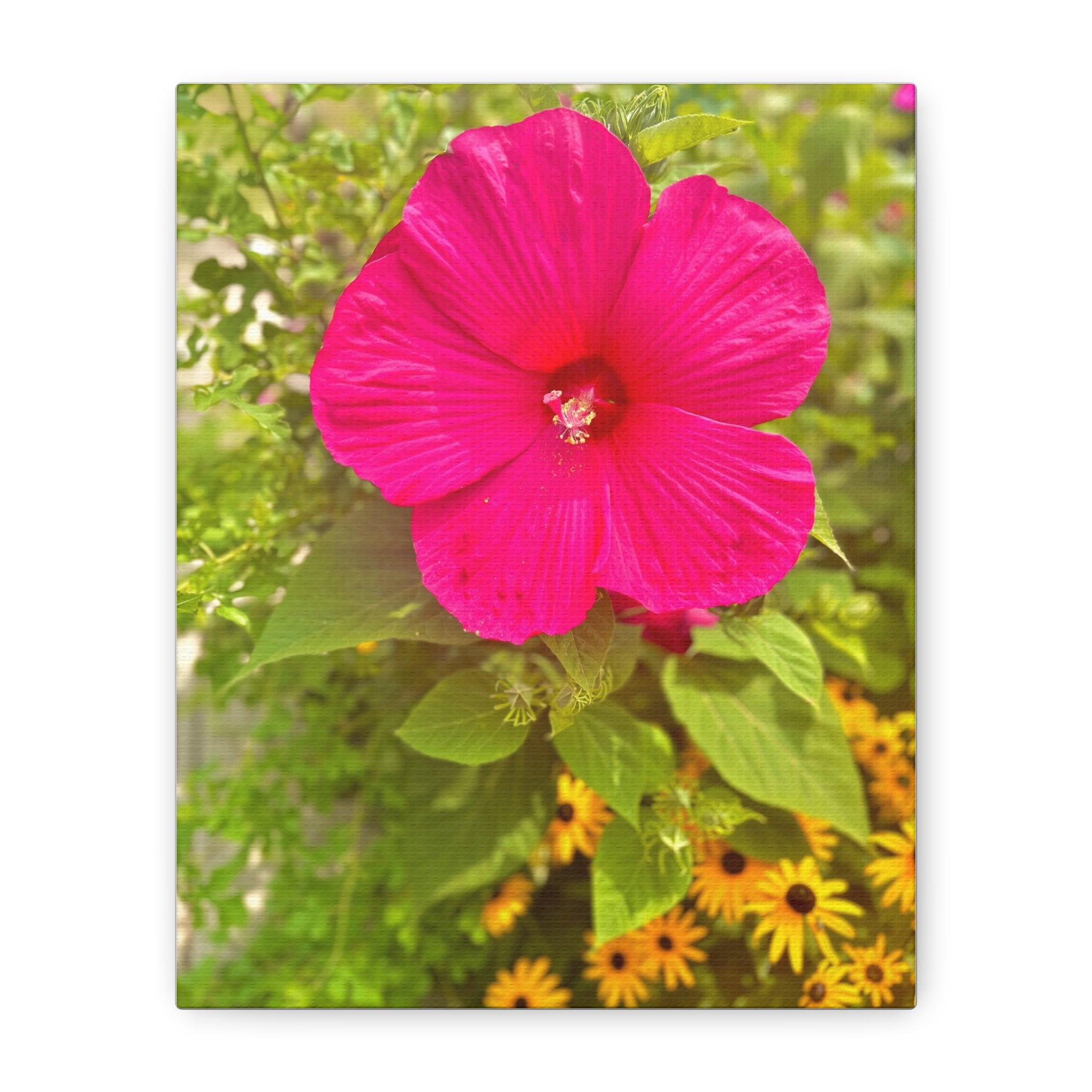Hot Pink Hibiscus Canvas Print