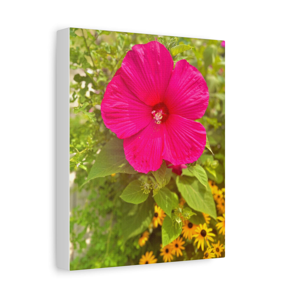 Hot Pink Hibiscus Canvas Print
