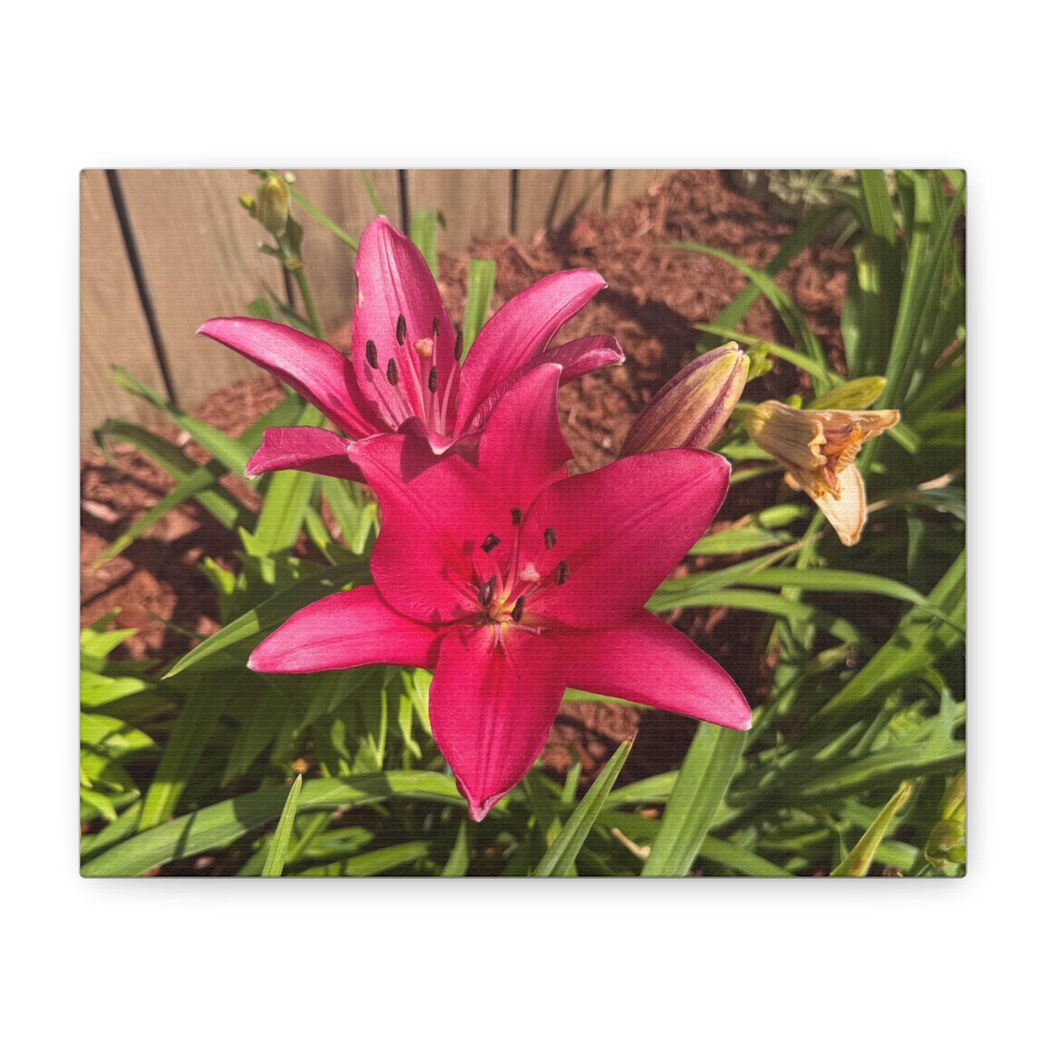 Pink Asiatic Lily Canvas Print