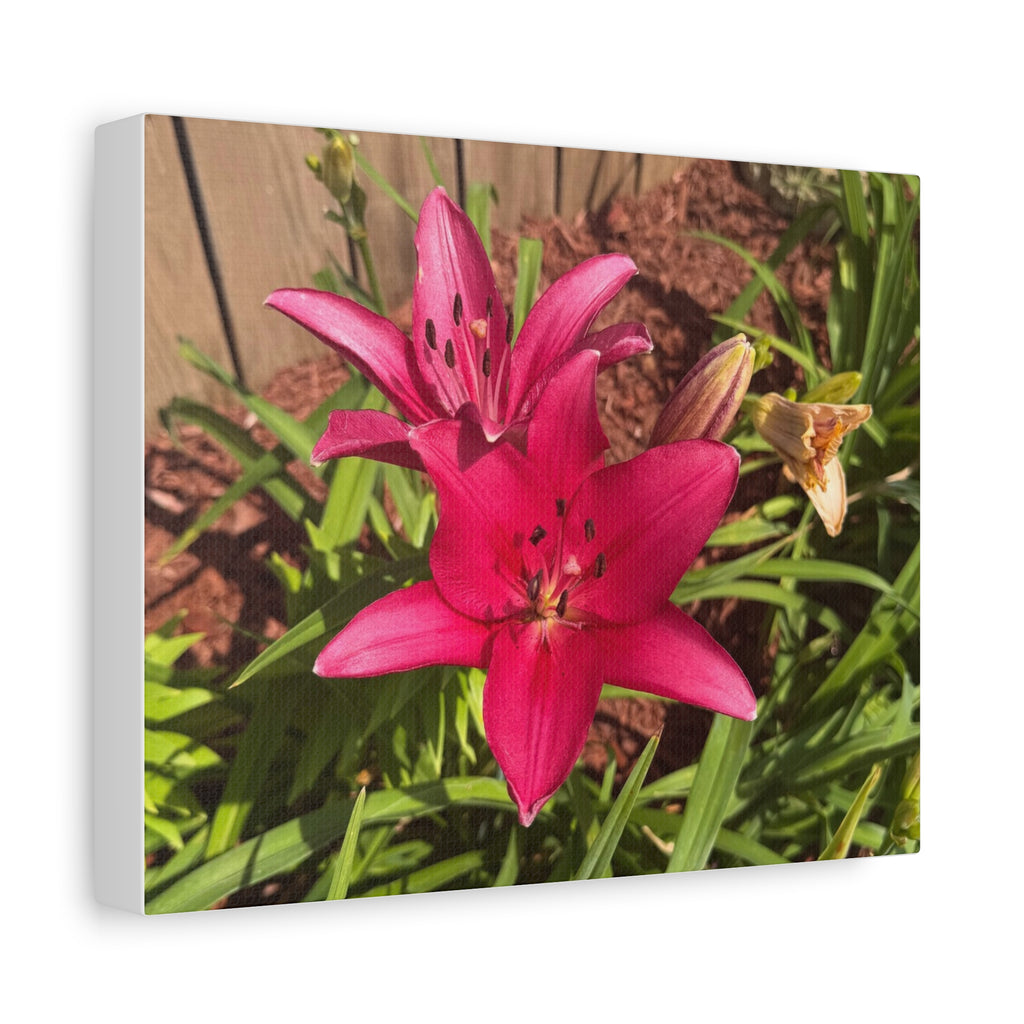 Pink Asiatic Lily Canvas Print