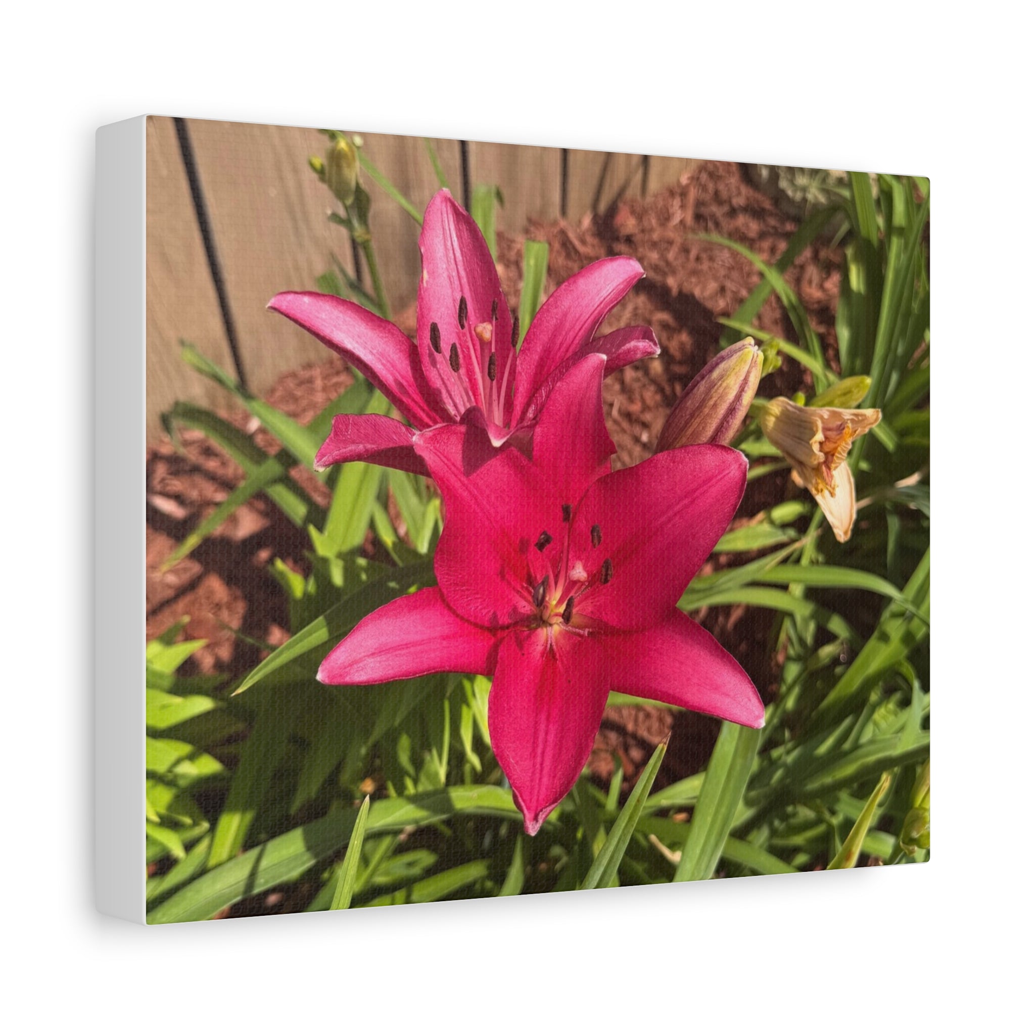 Pink Asiatic Lily Canvas Print