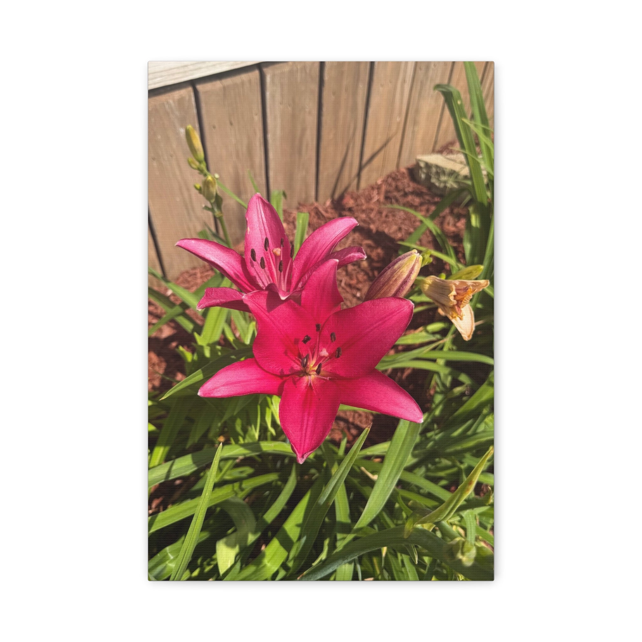 Pink Asiatic Lily Canvas Print