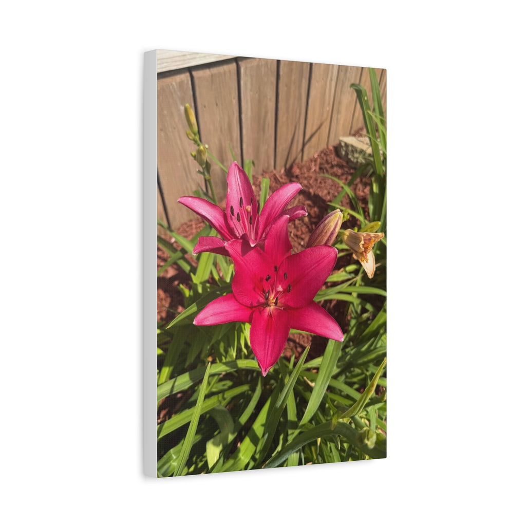 Pink Asiatic Lily Canvas Print