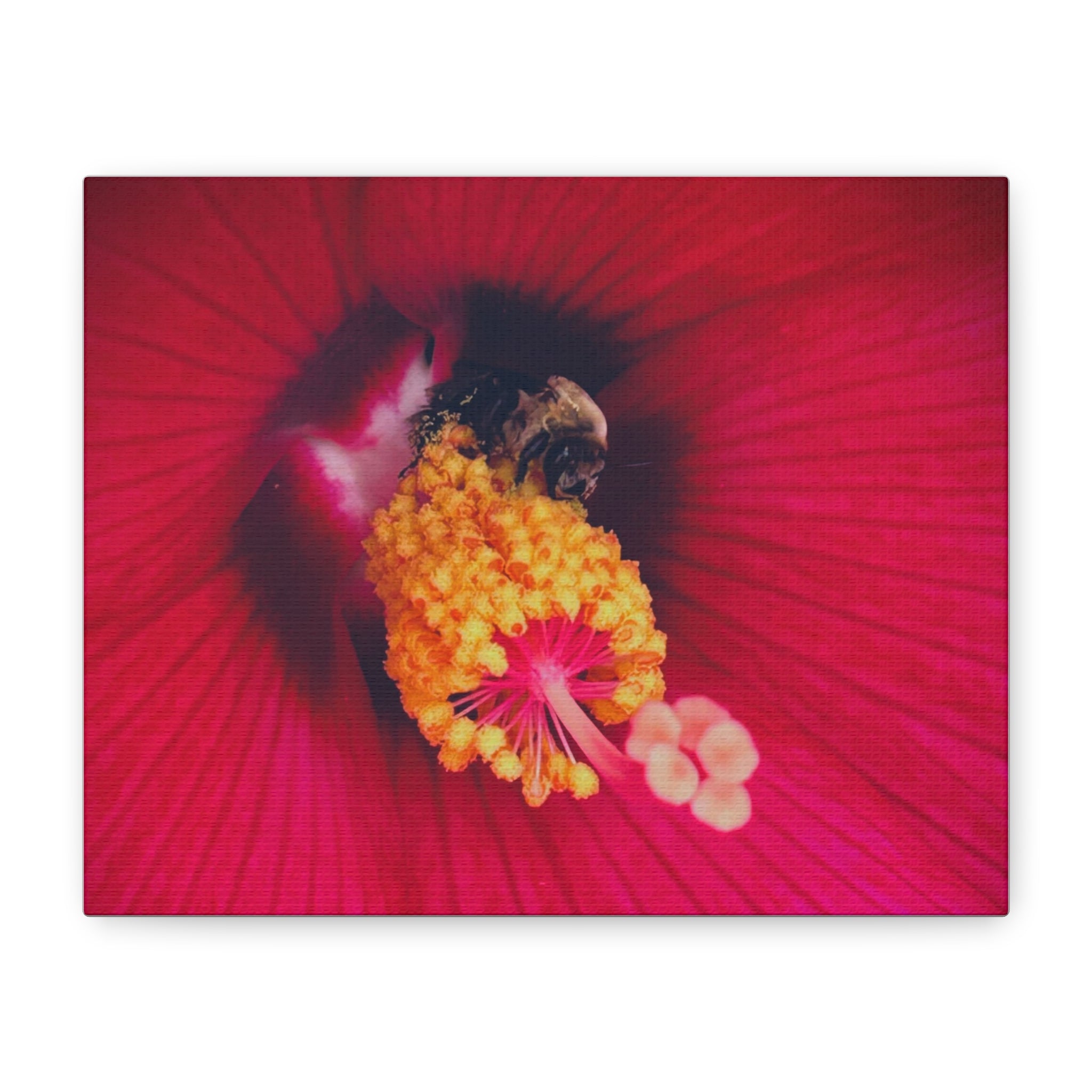 Sleeping Bee Canvas Print