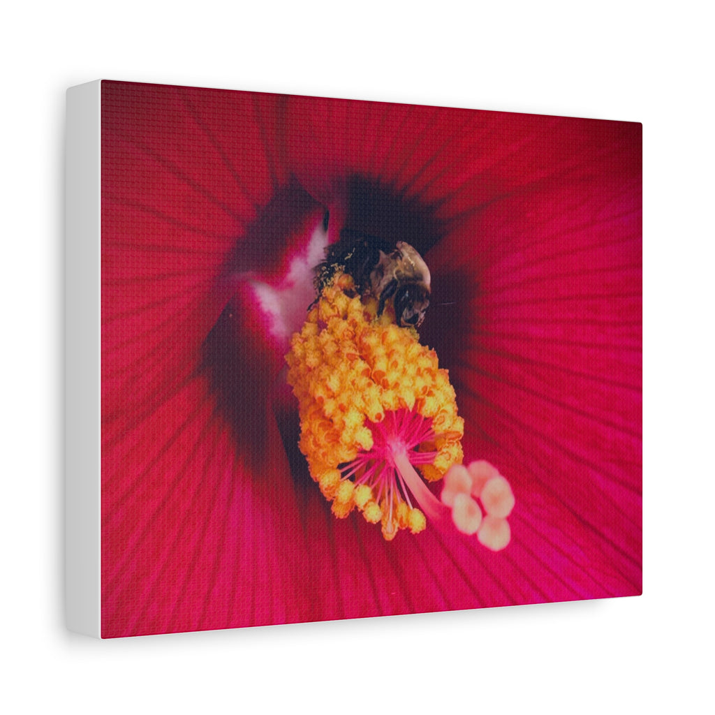 Sleeping Bee Canvas Print