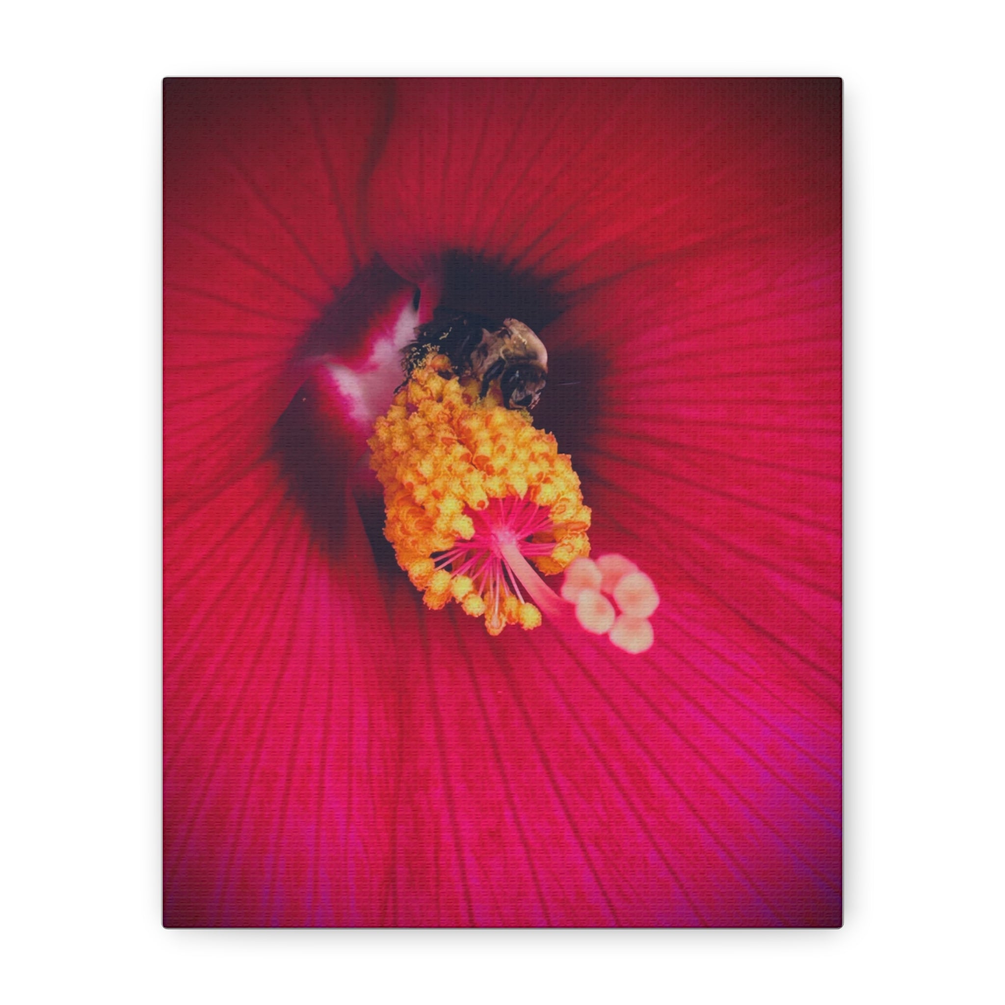 Sleeping Bee Canvas Print