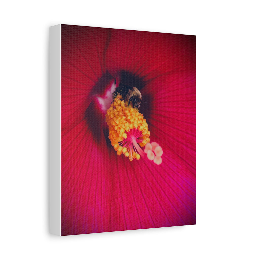 Sleeping Bee Canvas Print
